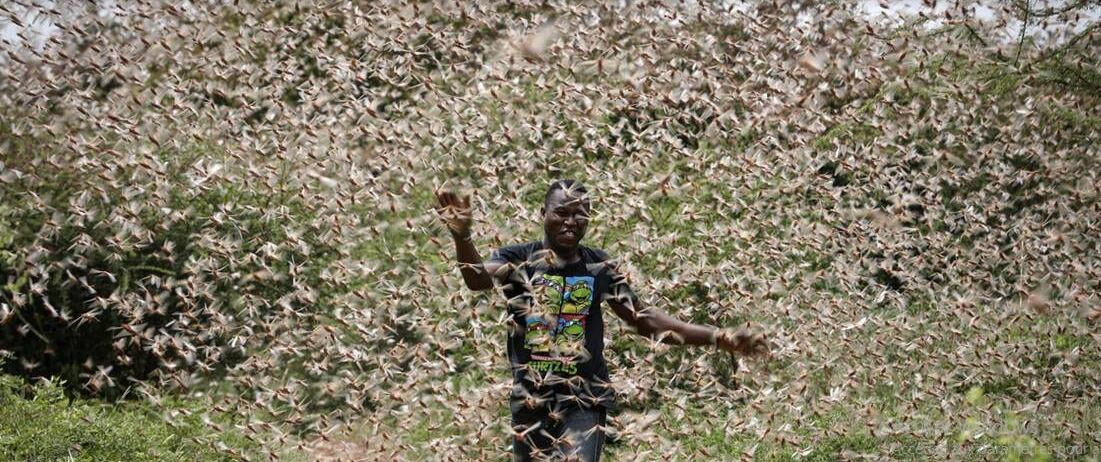 Photo of AFRIQUE: L’INVASION DE CRIQUETS PROVOQUE UNE CRISE ALIMENTAIRE MAJEURE !