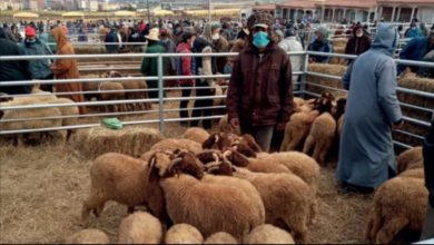 Photo of APRÈS L’INTERDICTION DE LA CIRCULATION ENTRE LES VILLES, VOILÀ LES SOUKS DE BESTIAUX QUI FERMENT :