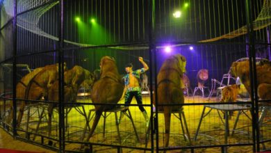 Photo of La France interdit les animaux sauvages dans les cirques !