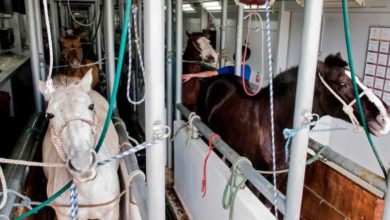 Photo of Un « Remède de Cheval » comme dernier recours contre le Coronavirus !