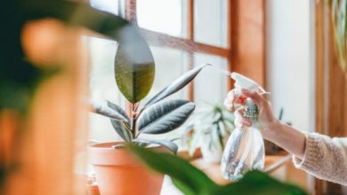 Photo of 12 plantes d’intérieur faciles à entretenir !