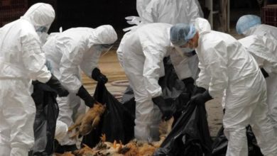 Photo of France: Un nouveau foyer de grippe aviaire découvert !