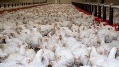 Photo of La Belgique identifie un foyer de « Grippe Aviaire » !