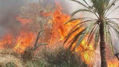 Photo of Un incendie dans une oasis de la province de Guélmim !