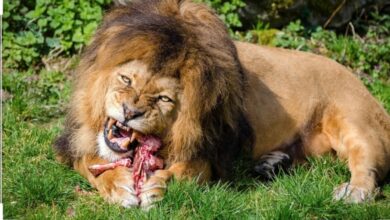 Photo of Les lions ont faim.
