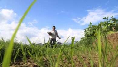 Photo of Des investisseurs émiratis envisagent d’installer des usines de pesticides et d’engrais en Angola !