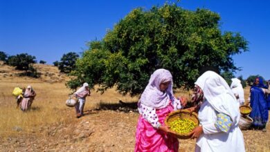 Photo of L’Arganier, l’arbre endémique du Maroc, célébré à l’Assemblée Générale des Nations-Unies !