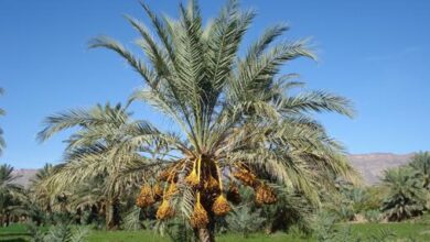 Photo of 200 palmiers ravagés par le feu dans l’oasis de Tighmart à Guelmim !