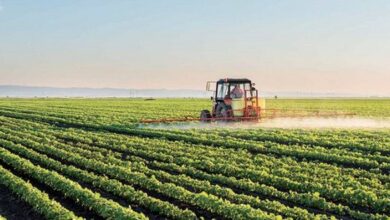 Photo of Casablanca-Settat : Les signes prometteurs d’une très bonne campagne agricole à venir !