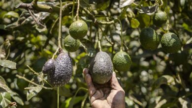 Photo of Agriculture : Une société israélienne va investir dans l’avocat marocain !