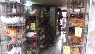 Photo of L’OMS demande l’interdiction du commerce des animaux vivants sur les marchés alimentaires !