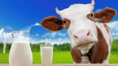 Photo of Le lait …Oh la vache !.