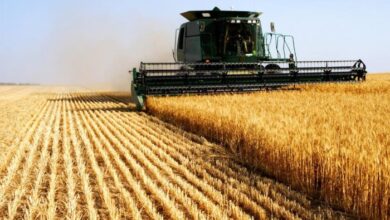 Photo of Campagne Céréalière : « Production record » estimée à 98 millions de quintaux !