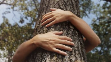 Photo of La paix avec la nature . Très bonne initiative chez …