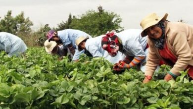 Photo of La BAD prête au Maroc plus de 114 M€ pour soutenir l’agriculture :