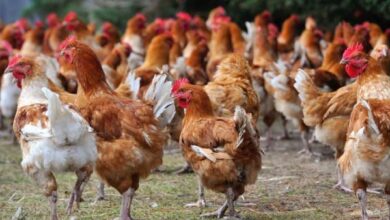 Photo of Le prix du poulet a pris des ailes, suite à l’allègement des mesures sanitaires :