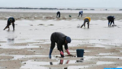 Photo of Le Maroc et le Japon renforcent leur coopération en matière de conchyliculture