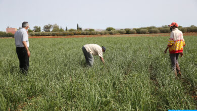 Photo of Le programme agricole exceptionnel “assurera l’équilibre du monde rural”