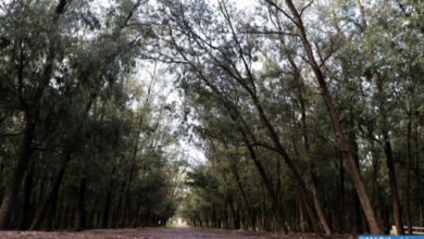 Photo of Le club “Green Invest” de l’ENCG aménage la forêt urbaine de Settat