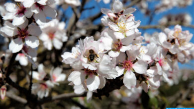 Photo of Effondrement des colonies d’abeilles: Des facteurs climatiques et environnementaux seraient la cause