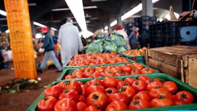 Photo of La production de tomates est suffisante, la hausse des prix liée à l’augmentation de la demande mondiale