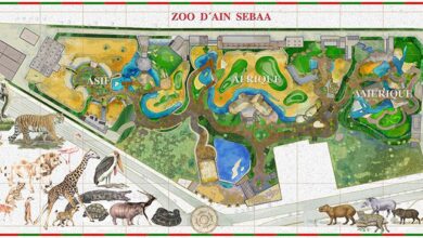 Photo of Casablanca: pour quelle raison l’ouverture du zoo de Ain Sbaa a été reportée