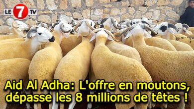 Photo of Aid Al Adha: L’offre en moutons, dépasse les 8 millions de têtes !