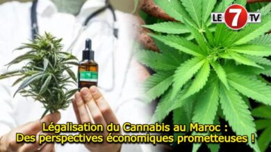 Photo of Légalisation du Cannabis au Maroc: Des perspectives économiques prometteuses !