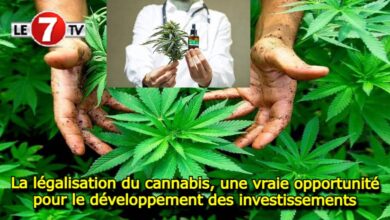 Photo of La légalisation du cannabis au Maroc, une vraie opportunité pour le développement des investissements