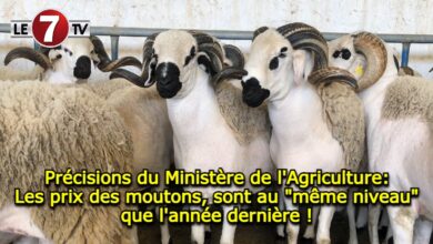 Photo of Précisions du Ministère de l’Agriculture: Les prix des moutons, sont au « même niveau » que l’année dernière !