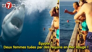 Photo of Égypte : Deux femmes tuées par des requins en Mer Rouge !