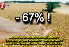 Photo of Impact de la sècheresse au Maroc : Une campagne céréalière « très médiocre » avec une baisse de 67% de production !