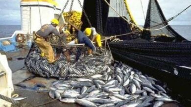 Photo of La Sauvegarde des Ressources Halieutiques. Un engagement, une cause , des règles et un devoir .