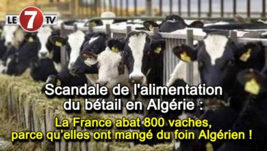 Photo of Scandale de l’alimentation du bétail en Algérie : La France abat 800 vaches, parce qu’elles ont mangé du foin…Algérien ! 