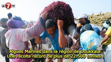 Photo of Algues Marines dans la région de Doukkala: Une récolte record de plus de 22.500 tonnes !