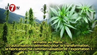 Photo of Cannabis au Maroc : 10 autorisations délivrées, pour la transformation, la fabrication, la commercialisation et l’exportation !