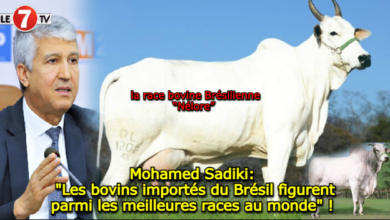 Photo of Mohamed Sadiki: « Les bovins importés du Brésil figurent parmi les meilleures races au monde » ! 