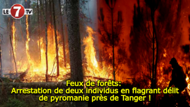 Photo of Feux de forêts: Arrestation de deux individus en flagrant délit de pyromanie près de Tanger !