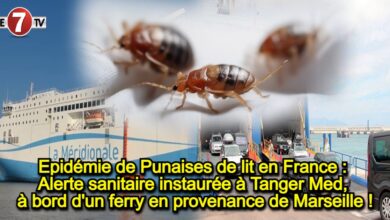 Photo of Epidémie de Punaises de lit : Alerte sanitaire instaurée à Tanger Med, à bord d’un ferry en provenance de Marseille !