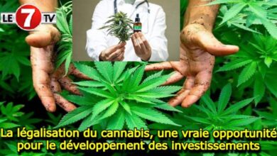 Photo of La culture du Cannabis à des « fins licites » a contribué au développement local des régions concernées !