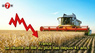 Photo of France : La récolte de Blé au plus bas depuis 41 ans !