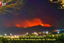 Photo of Incendie dévastateur de la forêt de Mukalata près de Tétouan 