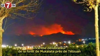 Photo of Incendie dévastateur de la forêt de Mukalata près de Tétouan 