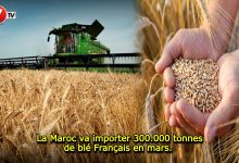 Photo of La Maroc va importer 300.000 tonnes de blé Français en mars. 