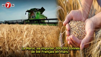 Photo of La Maroc va importer 300.000 tonnes de blé Français en mars. 